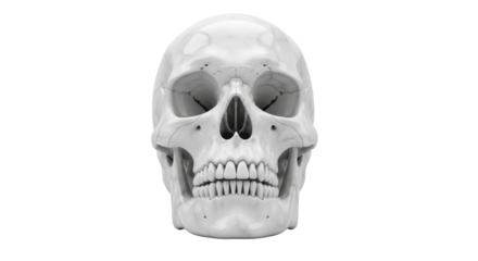 Isolated human skull anatomy showing teeth and bone structure in medical skeletal rendering