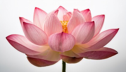 Pink Lotus Flower Bloom Isolated on White Background