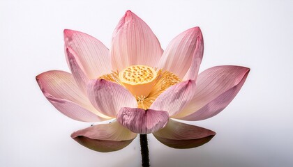 Elegant Pink Lotus Flower Blossom on White Background