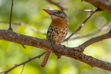 Spot-backed Puffbird on a branch