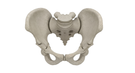 Isolated pelvis anatomical model for medical reference material or patient education displays