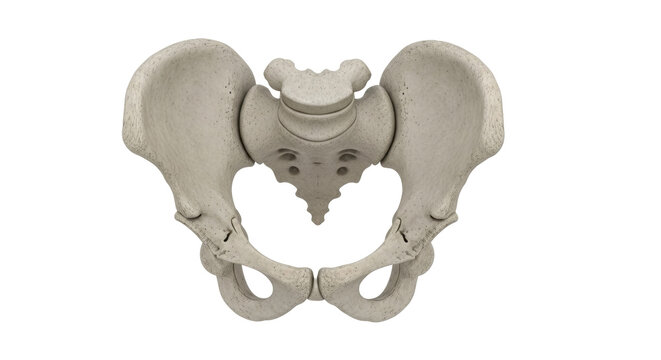 Isolated pelvis anatomical model for medical reference material or patient education displays