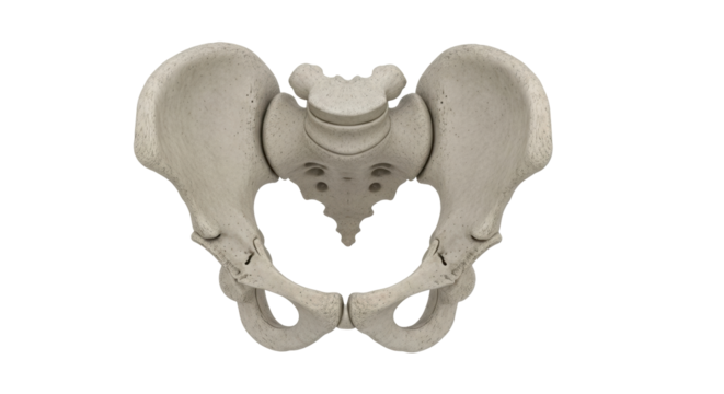 Isolated pelvis anatomical model for medical reference material or patient education displays