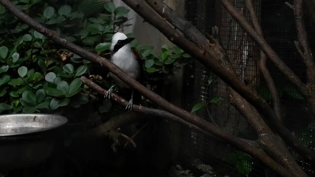 Blackcapped donacobius bird perched on a branch in a dark, leafy aviary setting