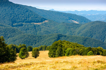 beautiful mountain landscape with beech trees on rolling hills. wonderful view of alpine...