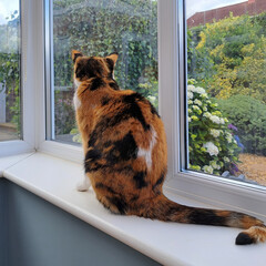 Beautiful calico cats it&rsquo;s on window sill in house looking out at the garden on a summers day. 