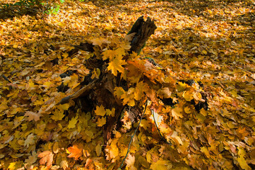 Jesienne liście pokrywają omszały pień drzewa w złotym lesie, tworząc spokojną scenę jesienną. © Pol Badger