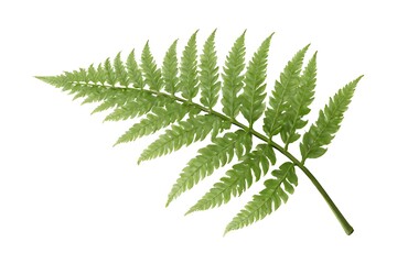 fern leaf isolated on white