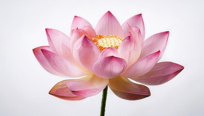 Elegant Pink Lotus Flower Blossom Isolated on White Background Stock Photo