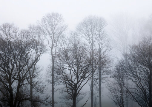 Giornata invernale con alberi dentro la nebbia