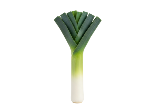 Isolated leek showing off fresh leaves, a healthy cooking vegetable that is nutrient rich
