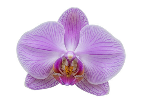 Isolated blossom featuring light purple and yellow colors in a close-up floral composition