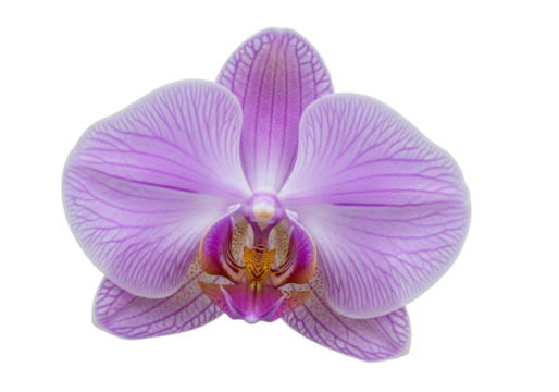 Isolated blossom featuring light purple and yellow colors in a close-up floral composition