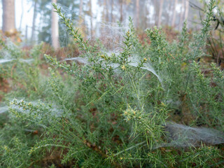 A cold and frosty morning , frost covered cobwebs on a gorse bush in woodland in rural Shropshire...