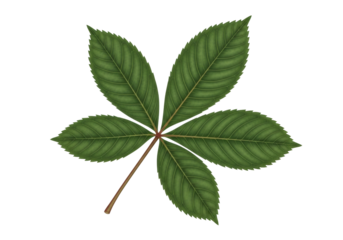 Isolated Horse Chestnut Leaf Detailed veins and jagged edges in nature illustration element