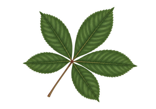 green leaf on white background clip art preview