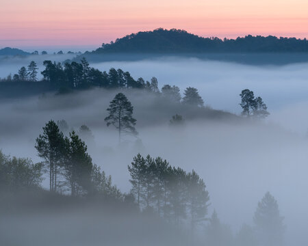 Misty pine forest hilltops at sunrise with soft pink and blue sky pine trees hills