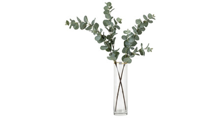 Isolated leafy green plant stem arrangement in clear glass vase, fresh design decor element © Aoife