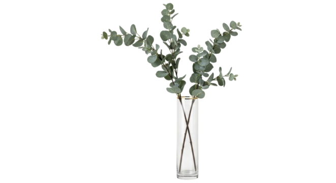 Isolated leafy green plant stem arrangement in clear glass vase, fresh design decor element