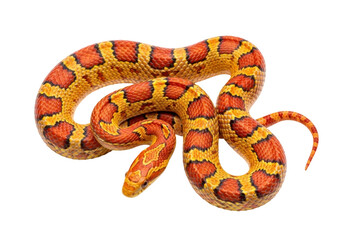 Isolated Corn Snake, colorful coiled serpent reptile pet, bright orange snake pattern on scales