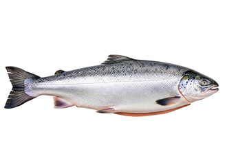 Isolated Atlantic salmon fish in side view with silver scales for seafood menu promotion