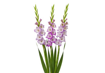 Isolated bouquet of purple gladiolus flowers on a plain surface in bloom on the stem in spring