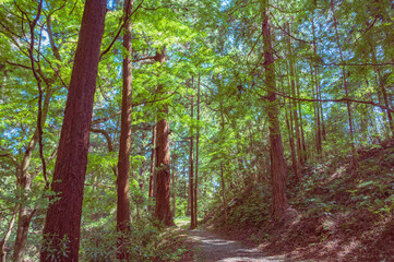 茨城　西金砂山の登山道