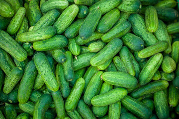 Cucumbers fresh vegetable top view. Green plant background