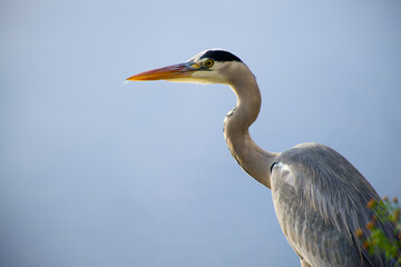 Close-up portrait of grey heron with smooth blue water background