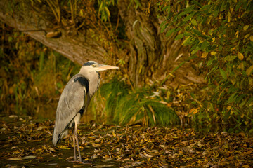 Grey heron (Ardea cinerea) standing on on leaf-covered wooden platform in golden autumn light