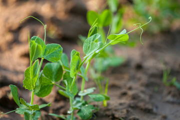 Fresh organic pea seedling on farm.