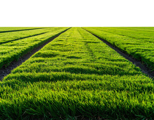  A long horizontal strip of natural green lawn captured from a low eye-level angle, showing blade depth and perspective, sunlight reflections creating background 