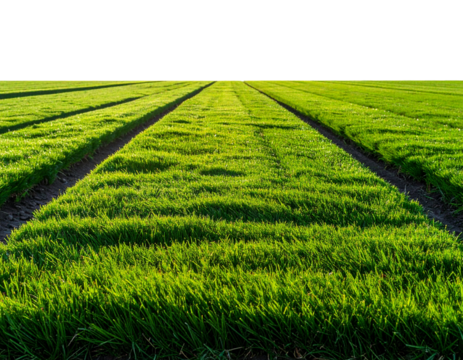  A long horizontal strip of natural green lawn captured from a low eye-level angle, showing blade depth and perspective, sunlight reflections creating background 