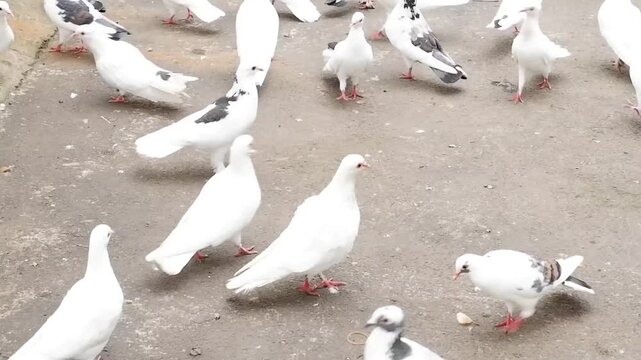 A flock of white and pied pigeons gathered on a dull, concrete ground outdoors