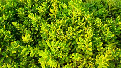 green leaves background