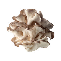 Png of heap of fresh oyster mushrooms isolated on transparent background, revealing their intricate patterns and delicate form