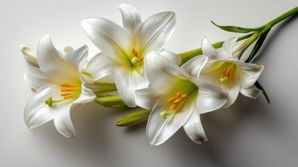 Fototapeta premium White Easter lily blossoms on a clean white background in studio lighting
