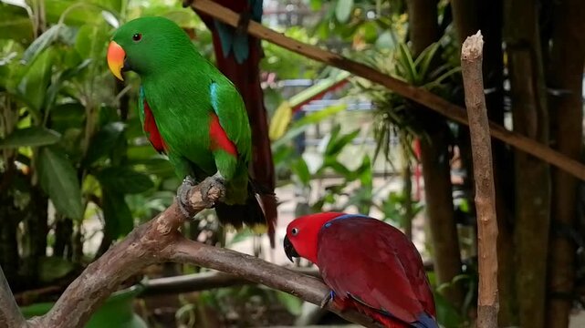 Two eclectus parrots, one green male and one red female, perched in lush tropical foliage