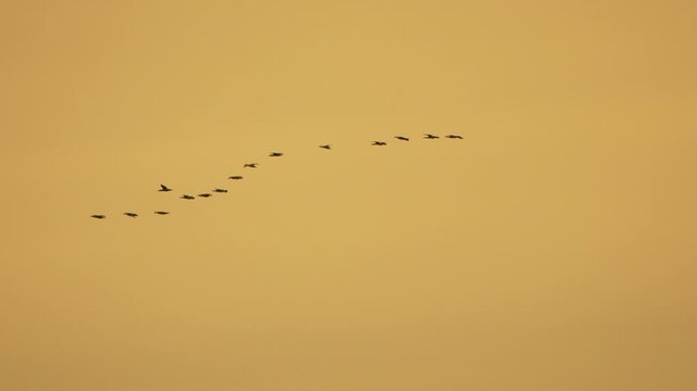 Birds flying V-formation across yellow sky, beautiful migratory journey