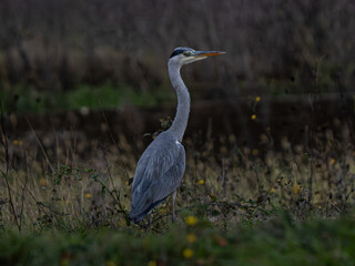 Heron standing near water in natural habitat