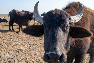 Headshot of domestic buffalo with herd in Chibayish