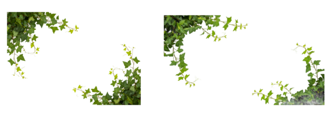 Darkness and light play on lush green ivy vines cascading down a dark background creating a natural organic frame for creative design