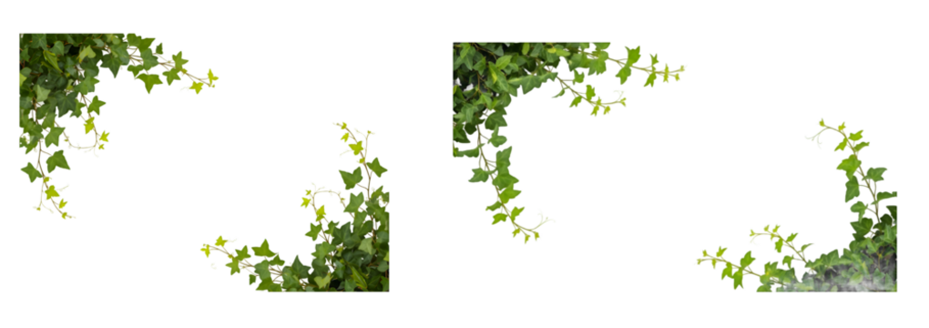 Darkness and light play on lush green ivy vines cascading down a dark background creating a natural organic frame for creative design