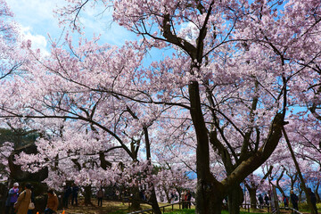 高遠城址公園の桜。伊那、長野、日本。4月中旬。