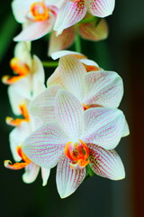 white orchid flower in garden