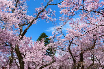 高遠城址公園の桜。伊那、長野、日本。4月中旬。