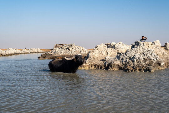 Black buffalo gazing from the edge of Iraqi wetland