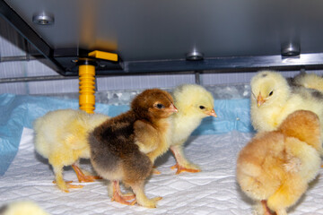 New born bramha chicks of 4 days old