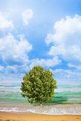 Isolated tree on the beach against a cloudy sky - concept image