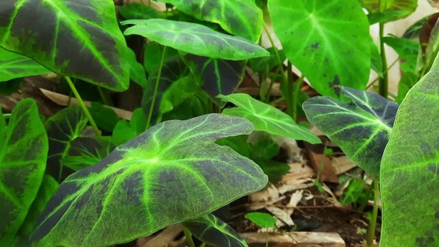 Dark Green Taro Leaves Swaying Gently in Tropical Garden